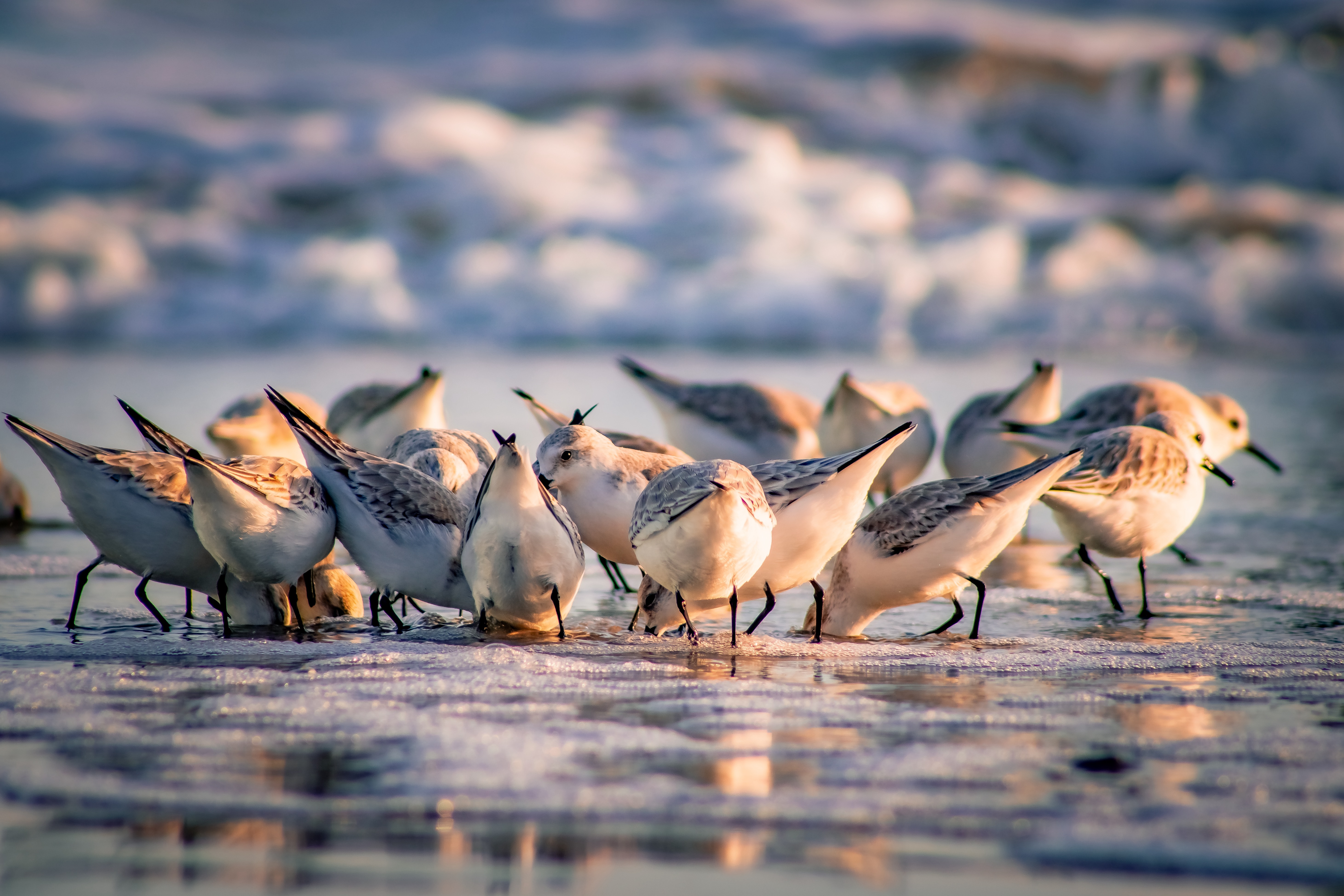 GuruShots - Nature March 2026