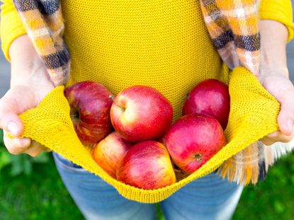 Person In A Yellow Shirt Full Of Apples