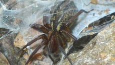 A funnel weaving spider surrounded by its web.