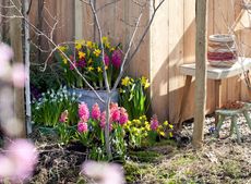 spring bulbs in containers