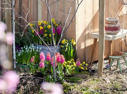 spring bulbs in containers