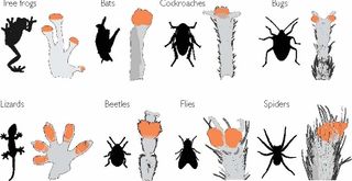 "Sticky" areas, in orange, are seen on the feet of a variety of wall-climbing animals.