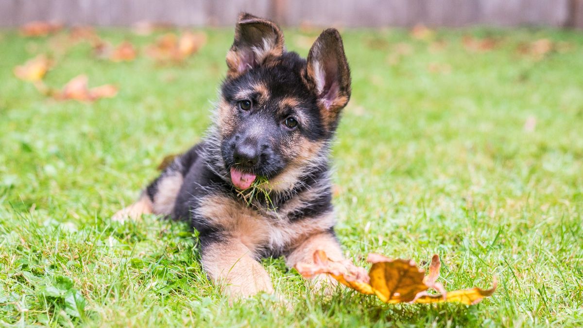 German Shepherd puppy lying on grass