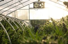 Cannabis grower Huckleberry Hills Farm in Humboldt County