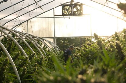 Cannabis grower Huckleberry Hills Farm in Humboldt County