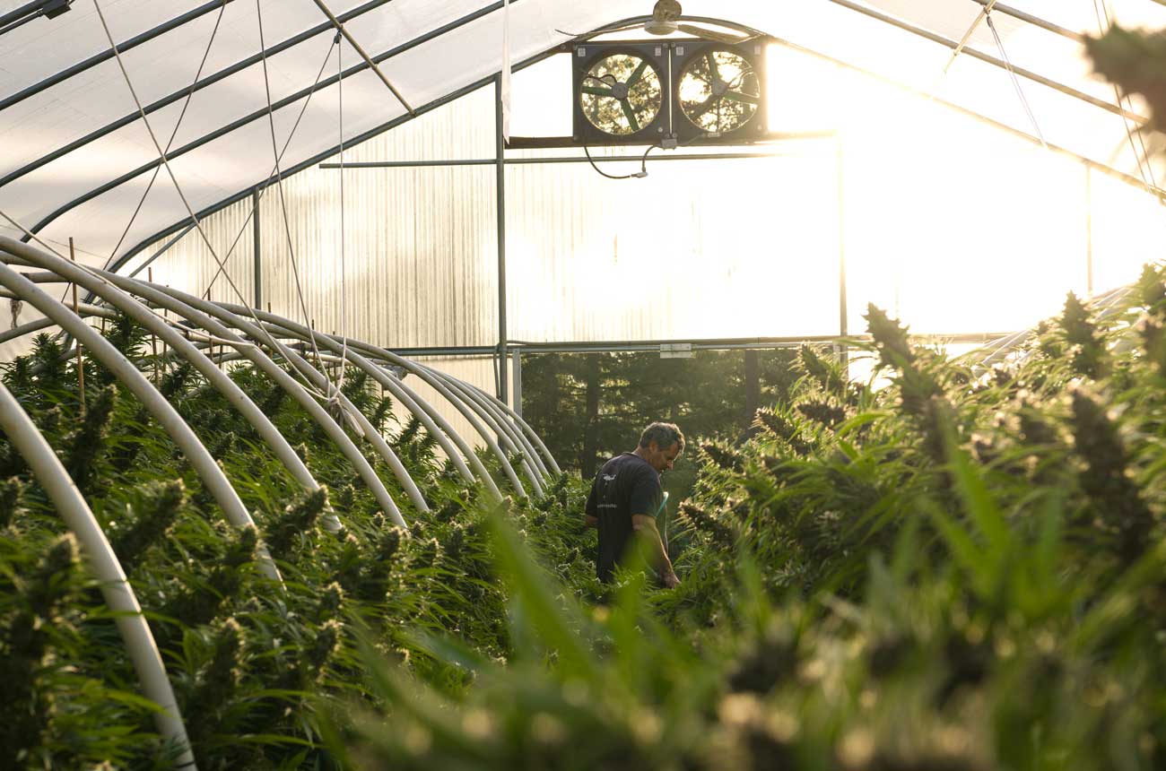 Cannabis grower Huckleberry Hills Farm in Humboldt County