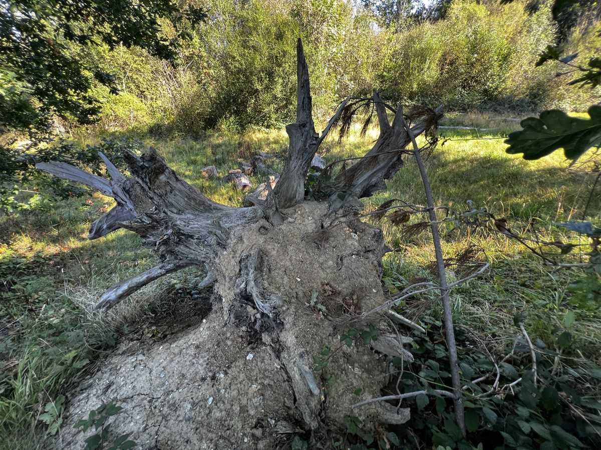 An upturned tree trunk with photo filter applied