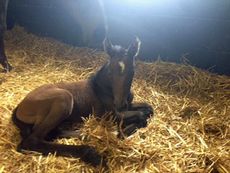 Delphi's filly foal