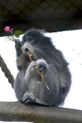 Cute Mother and Baby Animal Pics