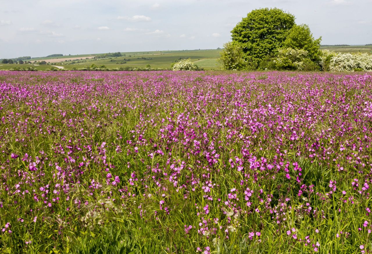 Red campion, Silene dioica, flowering chalk upland grassland Salisbury Plain, near Tilshead, Wiltshire, England, UK. (Photo by: Geography Photos/Universal Images Group via Getty Images)