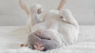 Shar Pei lying on back