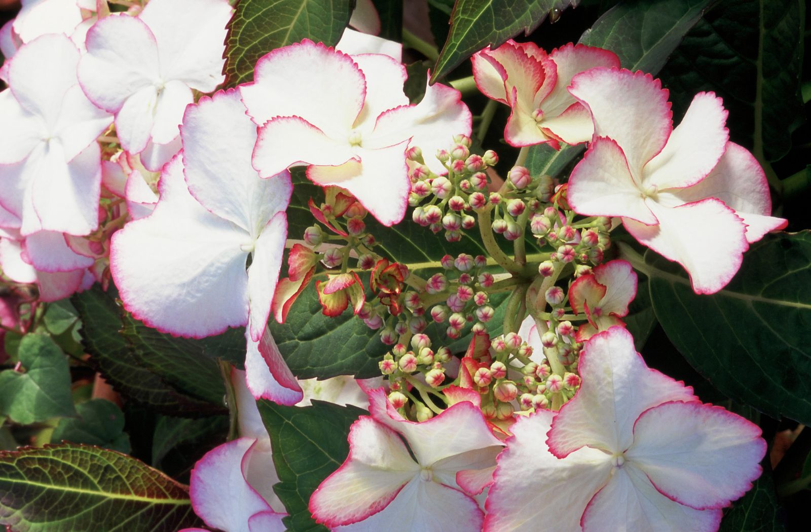 How To Grow Hydrangeas | Gardeningetc