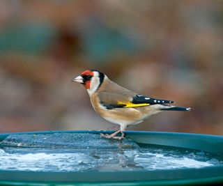 Goldfinch carduelis carduelis on frozen bird bath