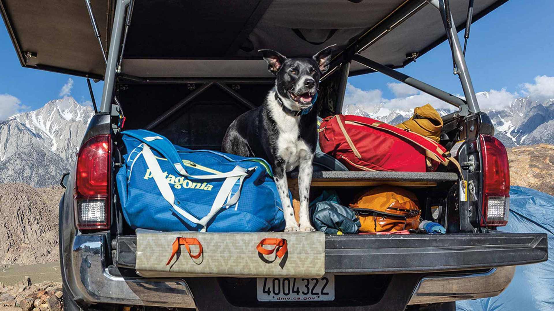 Patagonia bags in a back of a car with dog standing on them