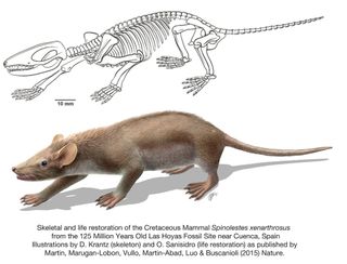 An artist's depiction of the "Cretaceous fur ball" Spinolestes xenarthrosus.