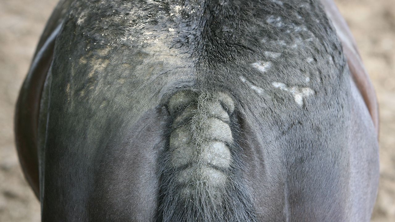 a horse with sweet itch