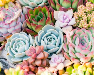 Tight close up of colorful succulents