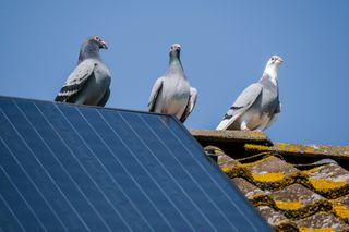 Pigeons sitting on roof solar panels 