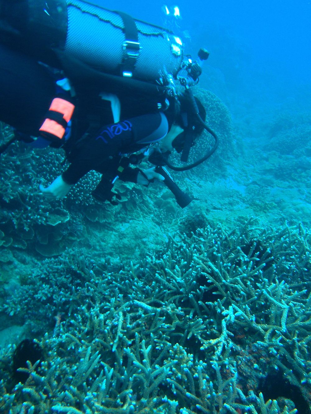 Melissa Roth examines coral fluorescence.