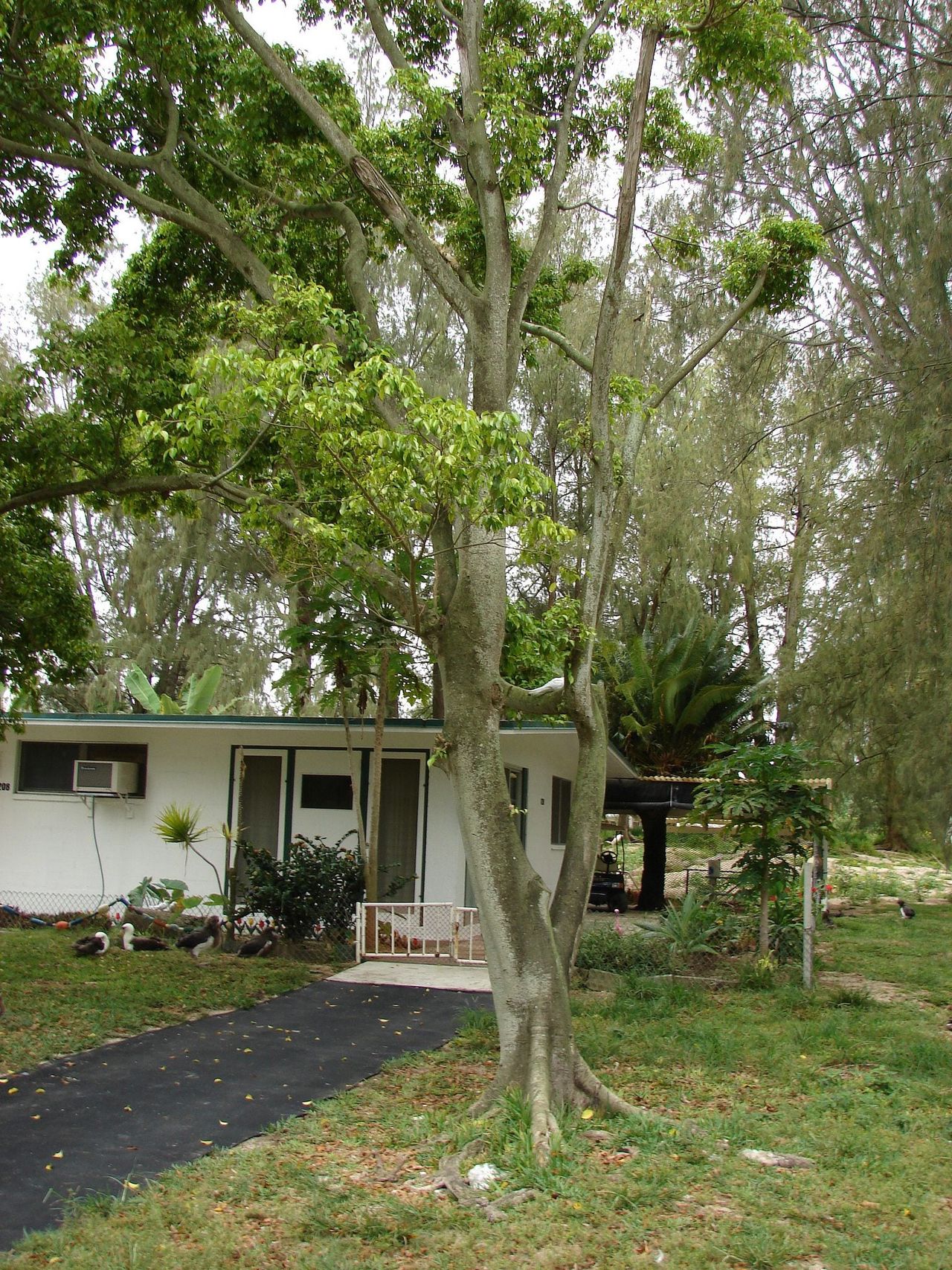 Tall Weeping Fig Tree Infront Of A House