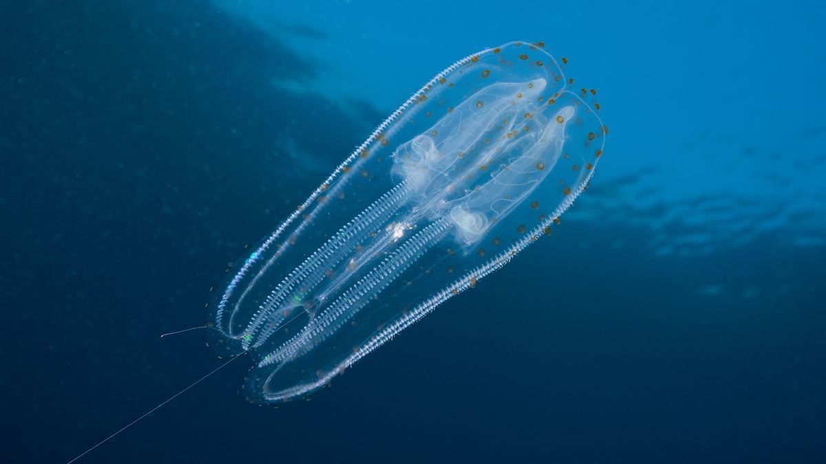 A pill-shaped transparent fish with orange dots on the front of its body