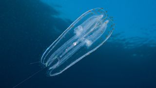 A pill-shaped transparent fish with orange dots on the front of its body