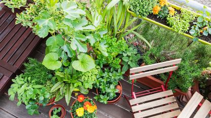 Potted plants on a balcony