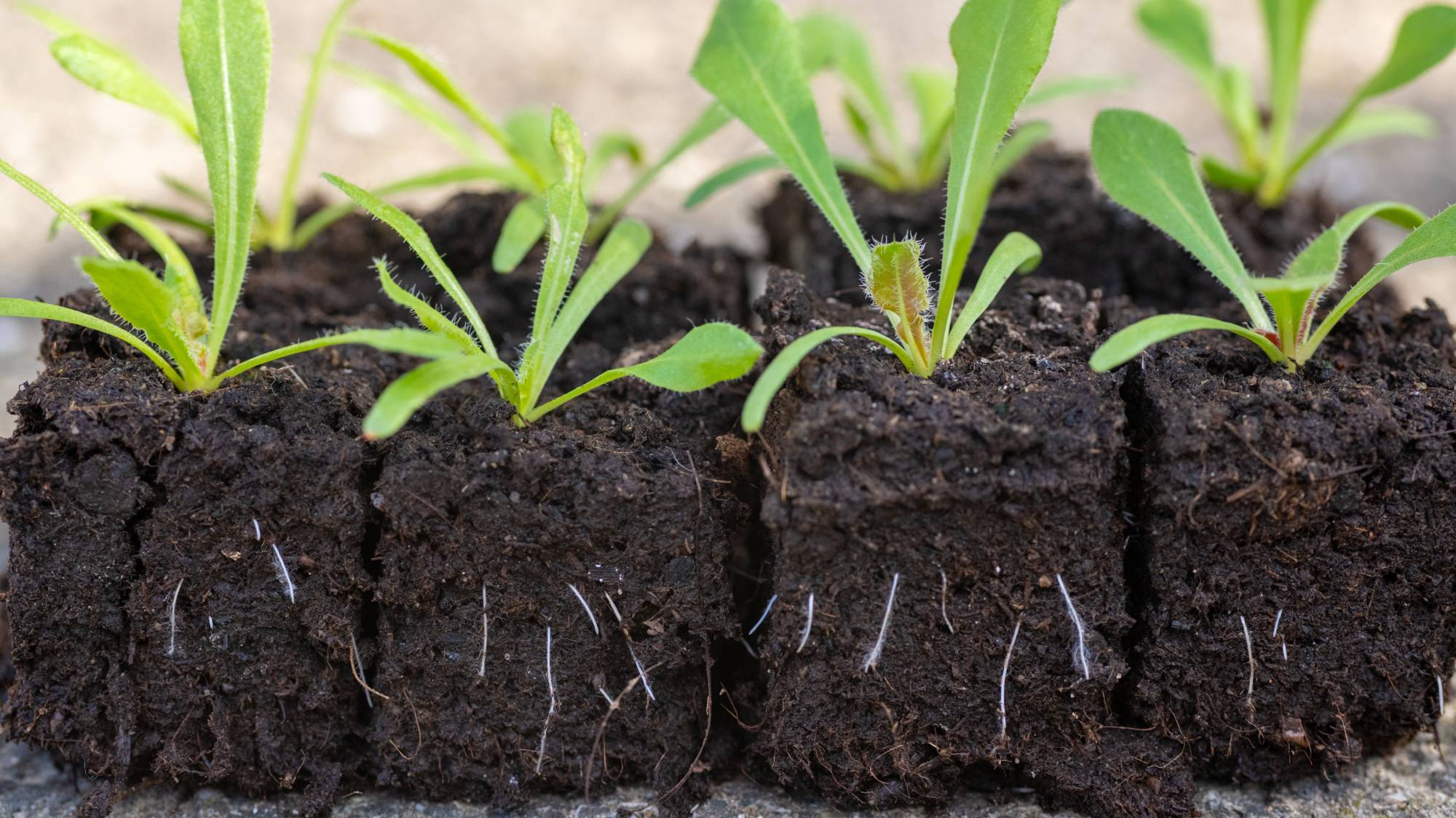 Eight seedlings with visible roots growing in soil blocks