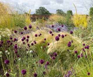 Alliums growing with long grasses