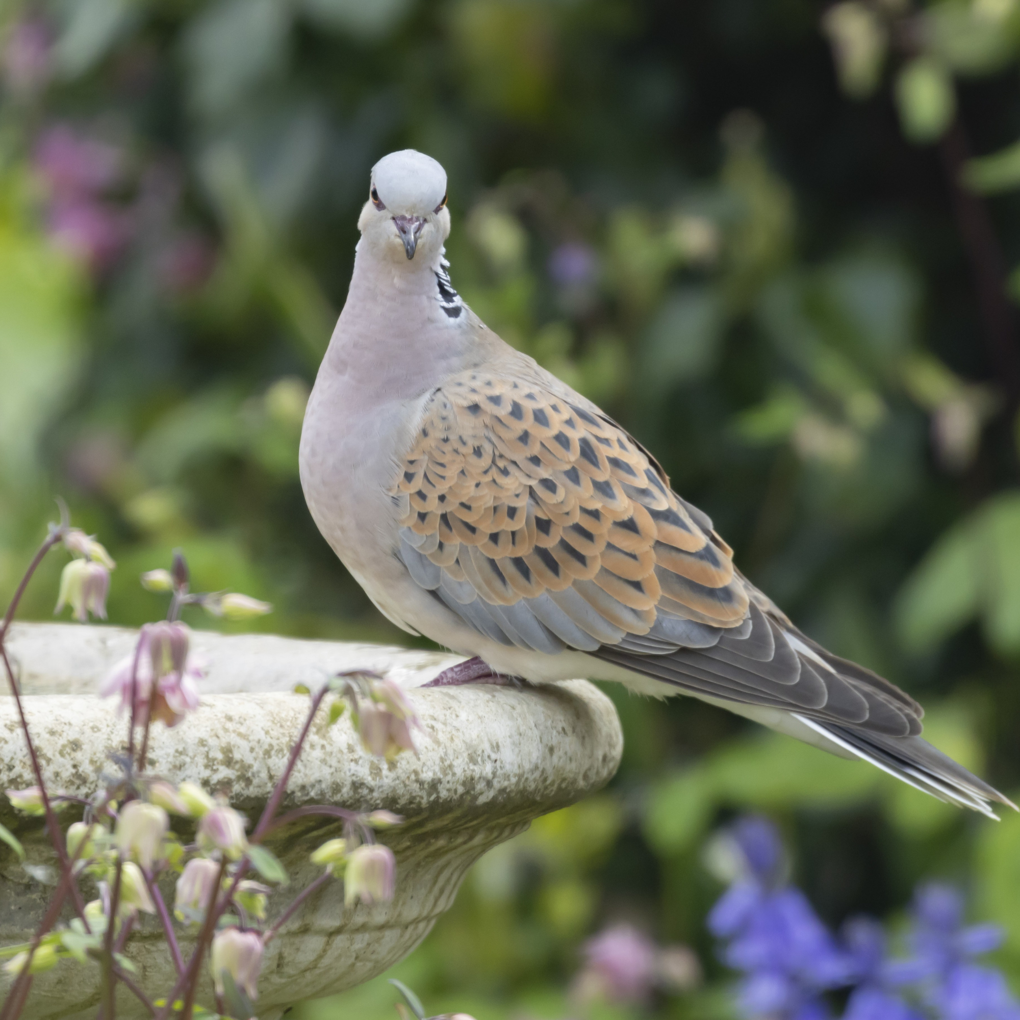 Turtle dove perched on edge of stone bird bath.