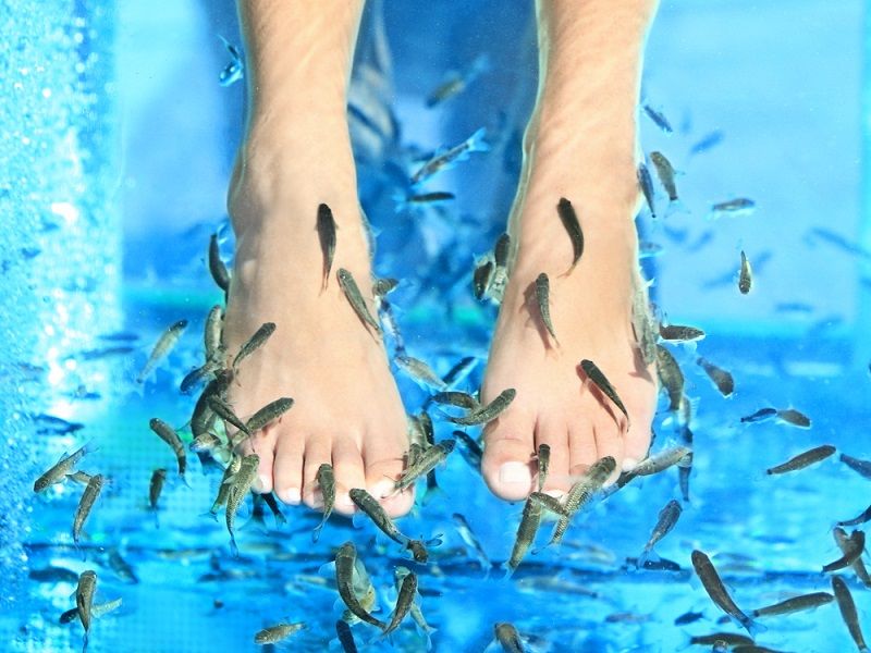 During a fish pedicure, people immerse their feet in a tub of water that contains small fish called Garra rufa.