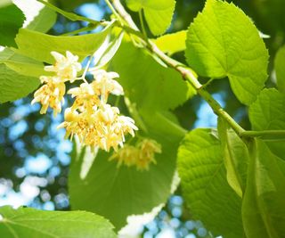 flowering american linden tree