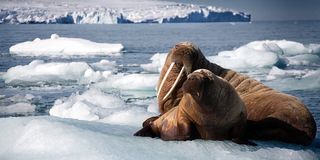 Blue Planet 2 stills walrus