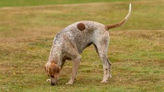 English Foxhound with nose to the ground