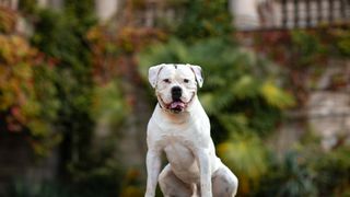 an American bulldog sits in a garden