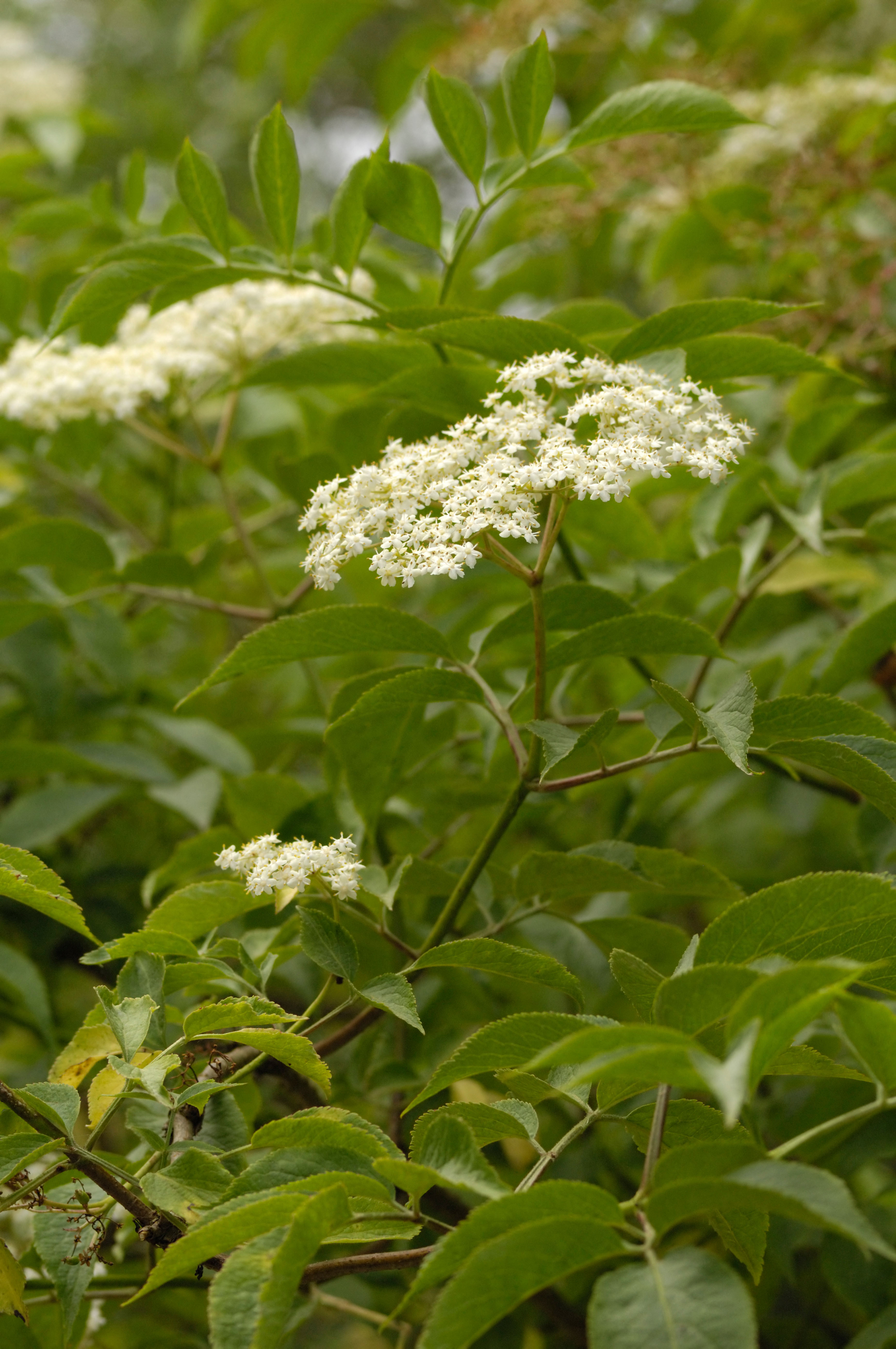 Elderflower