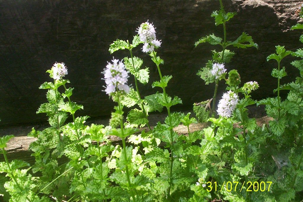 Mint Plant Borers