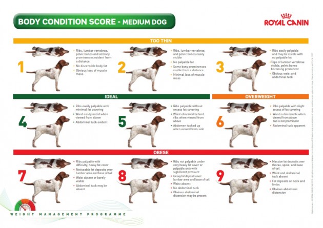 condition score chart