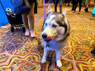 Best Dogs of CES