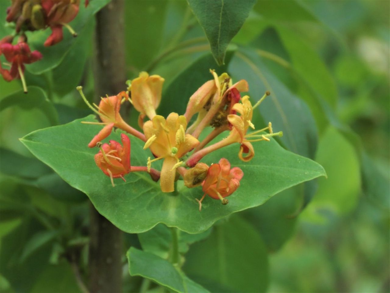 Bush Honeysuckle Shrub