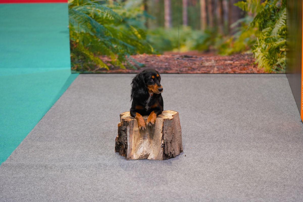 The dogs that stole our hearts at The Photography and Video Show 2022