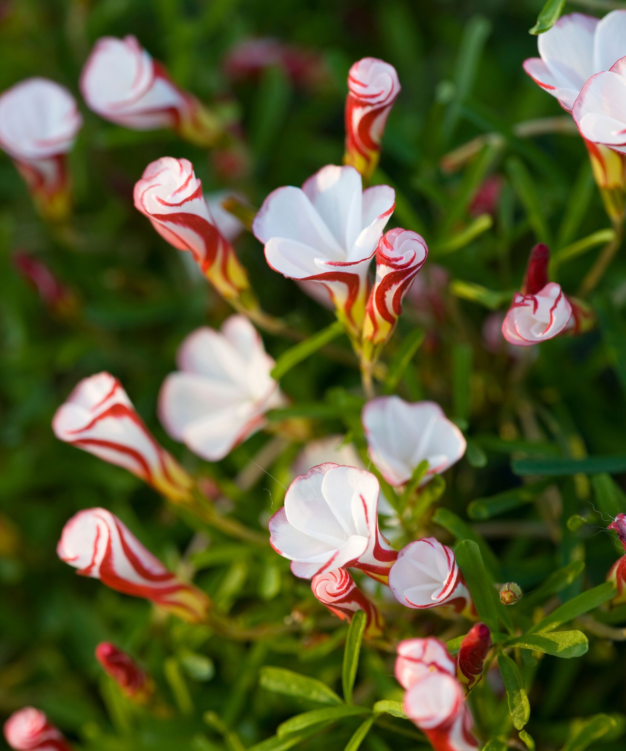 Pink and white oxalis
