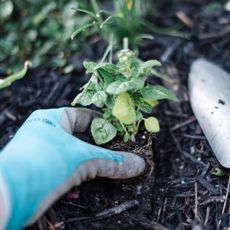 gardening glove in soil