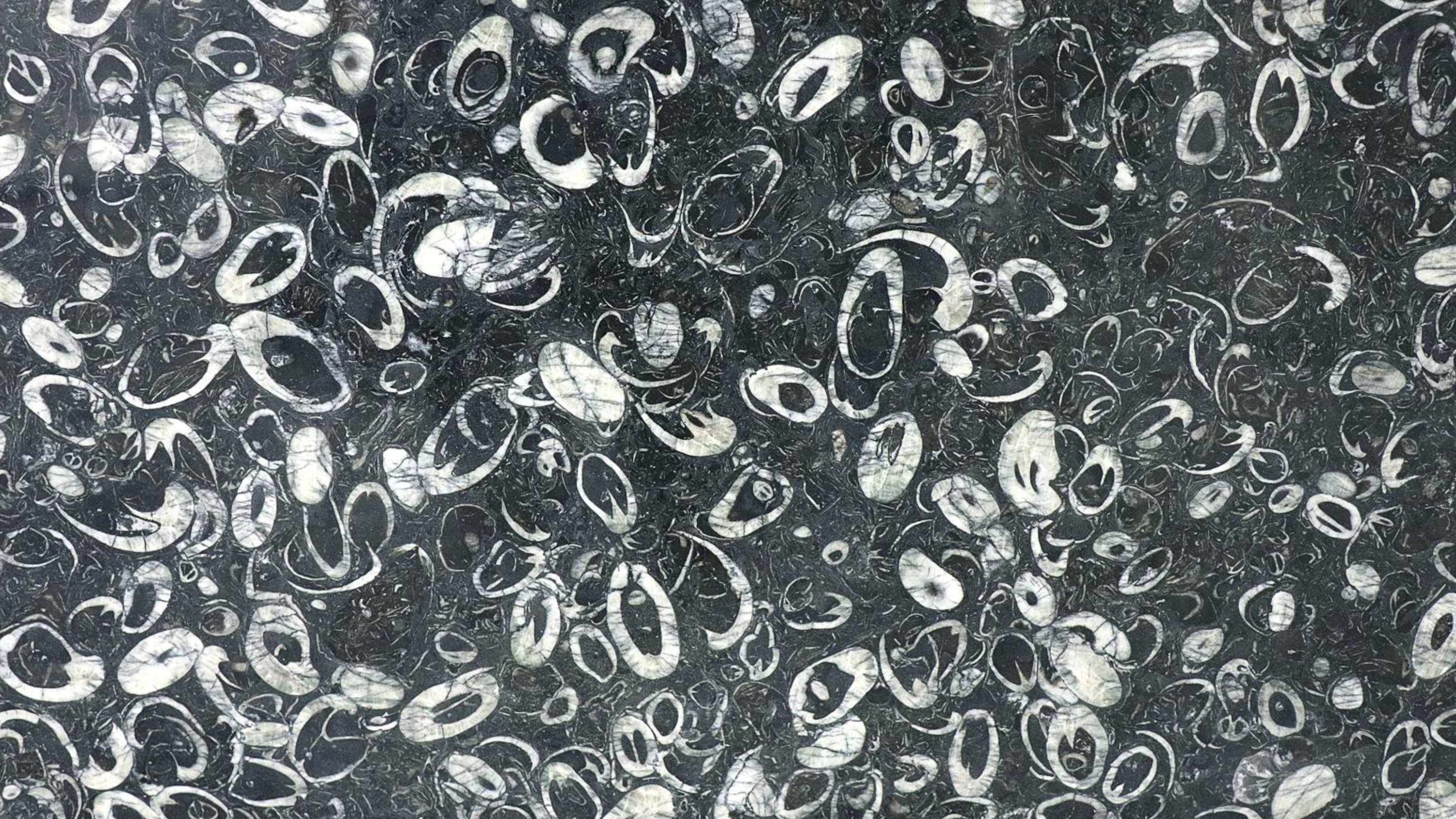 a marble sea shell fossil surface