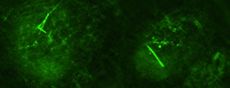 Plant-derived nanotubes 