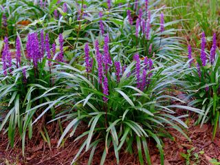 blue flowers of Lirope muscari (lily turf)