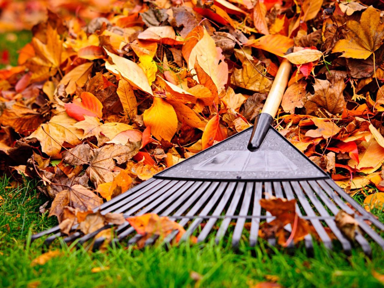 Rake On Pile Of Orange Leaves