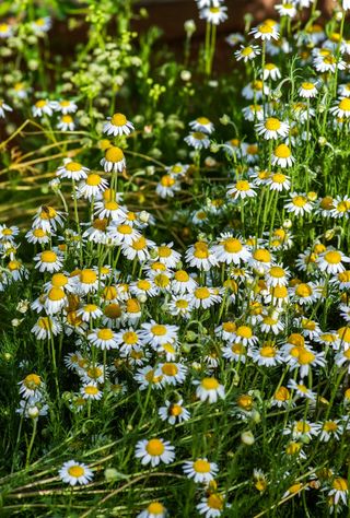 best ground cover plants: chamomile
