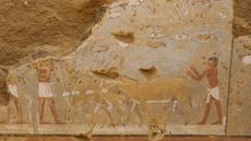 An ancient Egyptian wall painting that shows donkeys threshing grain on a floor.
