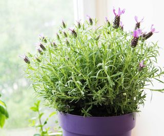 lavender plant in purple pot indoors